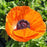 Papaver orientalis 'Fruit Punch Mix'  - Fruit Punch Mix Poppies