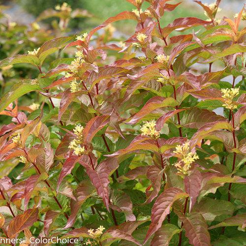 Honeysuckle, Kodiak® Orange Honeysuckle