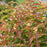 Honeysuckle, Kodiak® Orange Honeysuckle