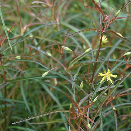 Loosestrife, Burgundy Mist Loosestrife