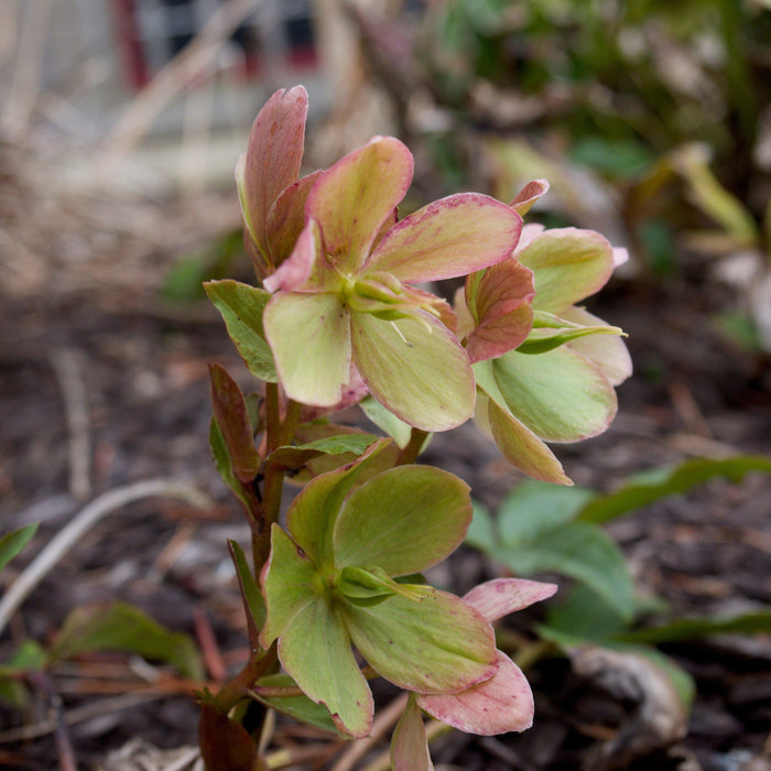 Hellebore, HGC® Champion Lenten Rose