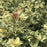 False Holly, Goshiki False Holly