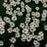 Nipponanthemum niponicum  - Nippon Daisy