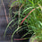 Grass, Shenandoah Switch Grass