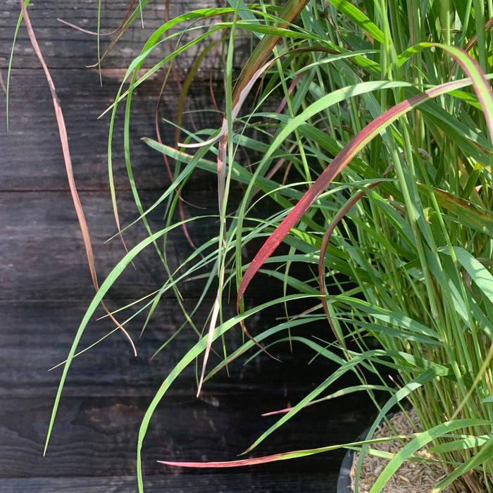 Grass, Shenandoah Switch Grass
