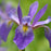 Iris, Purple Flame Blue Flag Iris