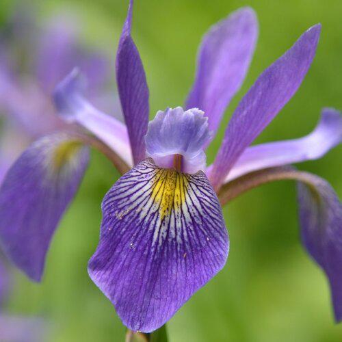Iris, Purple Flame Blue Flag Iris