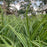 Sedge, Ice Dance Sedge