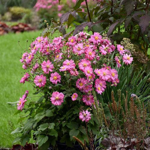 Anemone, PW® Fall in Love® Sweetly Anemone