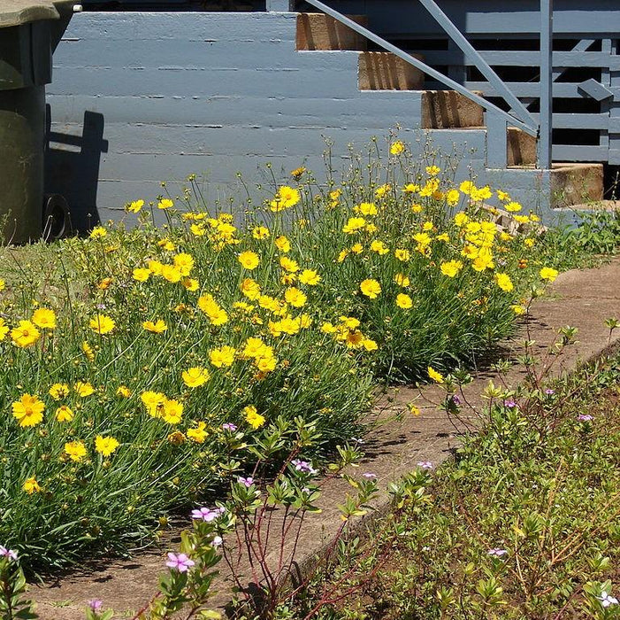 Tickseed, Lanceleaf Coreopsis