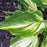 Hosta, Lakeside Paisley Print Hosta