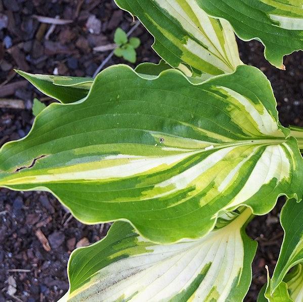 Hosta, Lakeside Paisley Print Hosta