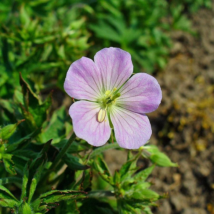 Cranesbill, Wild Cranesbill