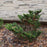 False Cypress, Slender Hinoki False Cypress