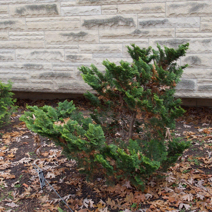 False Cypress, Slender Hinoki False Cypress