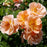 Rose, Flower Carpet® Amber Rose