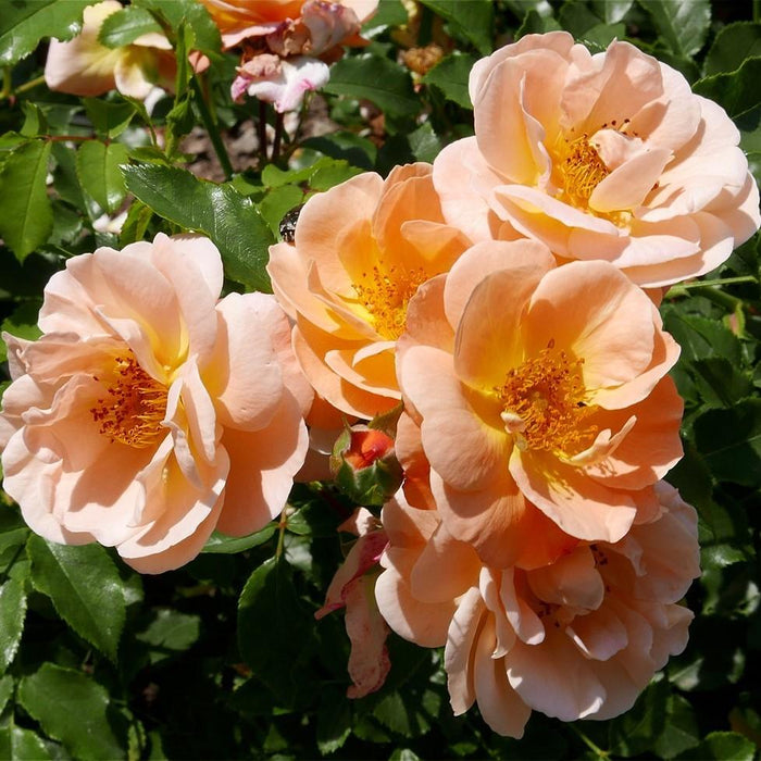 Rose, Flower Carpet Amber Rose Mackey's Rose, Flower Carpet Amber Rose Mackey's