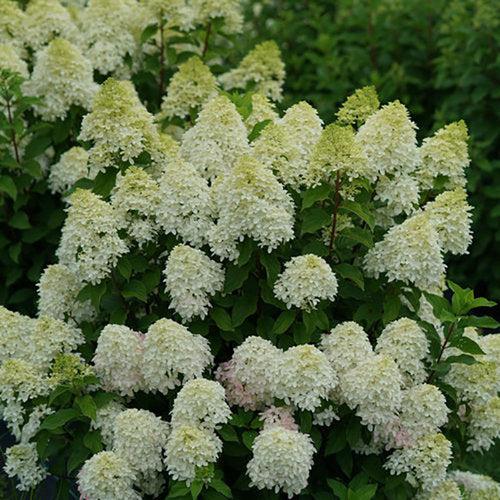 Hydrangea, Quick Fire Fab® Hydrangea