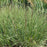 Grass, Side Oats Gramma