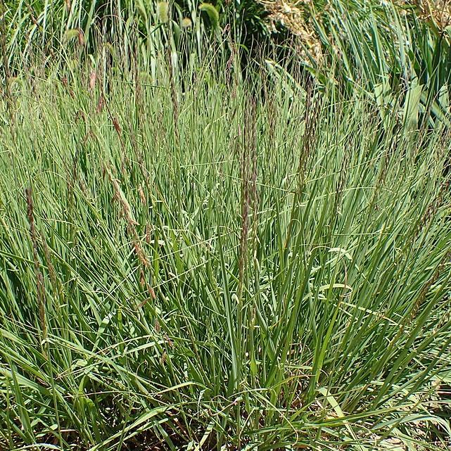 Grass, Side Oats Gramma