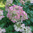 Hydrangea, Proven Winners® Limelight® Paniculata Hydrangea
