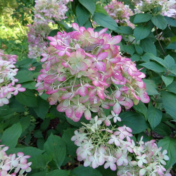 Hydrangea, Proven Winners® Limelight® Paniculata Hydrangea