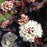Ninebark, Chroma Chameleon™ Ninebark