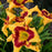 Daylily, Rainbow Rhythm® Tiger Swirl Daylily