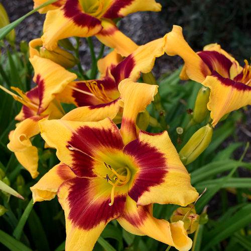 Daylily, Rainbow Rhythm® Tiger Swirl Daylily