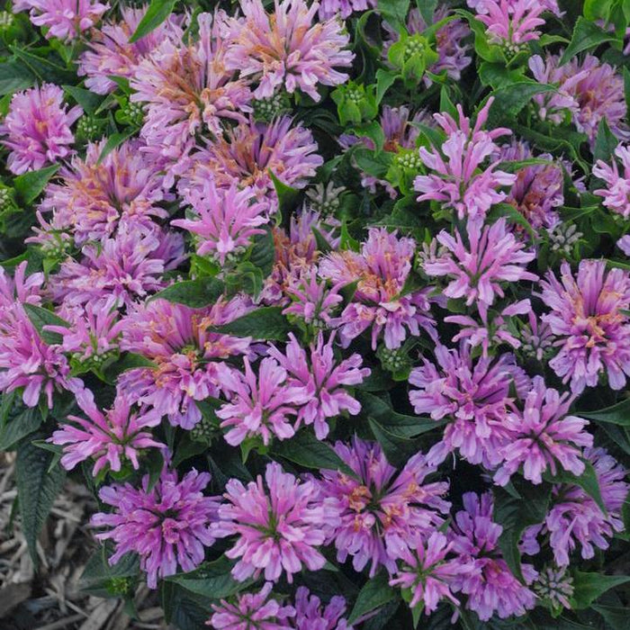 Bee Balm, Pardon My Lavender