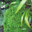 Boxwood, Tide Hill Boxwood