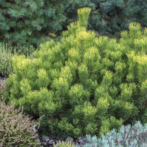 Pine, Enci Dwarf Mugo Pine