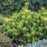 Pine, Enci Dwarf Mugo Pine