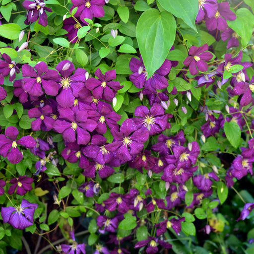 Clematis, Jackmanii Superba Clematis