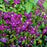 Clematis, Jackmanii Superba Clematis