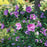Hibiscus, Dark Lavender Chiffon® Rose of Sharon