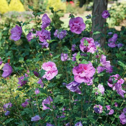 Hibiscus, Dark Lavender Chiffon® Rose of Sharon