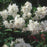 Mockorange, Buckleys Quill Mockorange