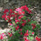 Azalea, Bixby Azalea