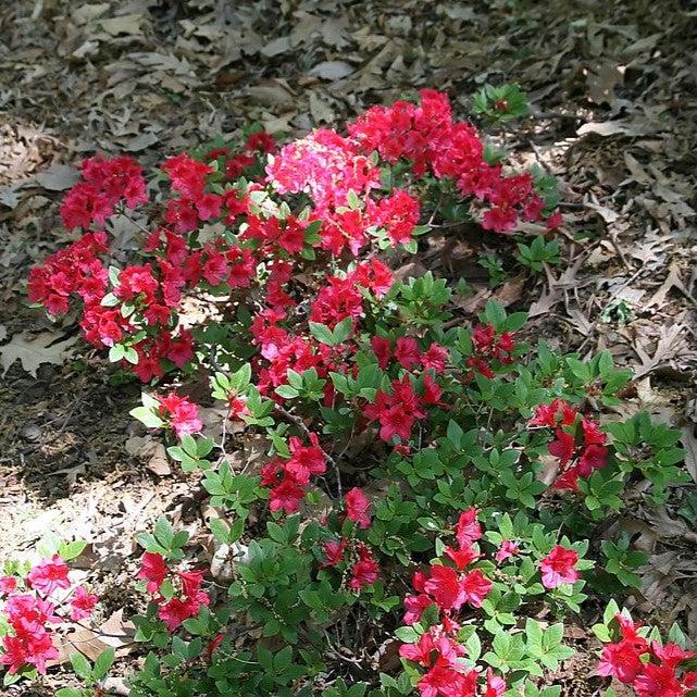 Azalea, Bixby Azalea