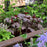 Coral Bells, Frosted Violet Coral Bells