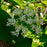 Dogwood, Silky Dogwood