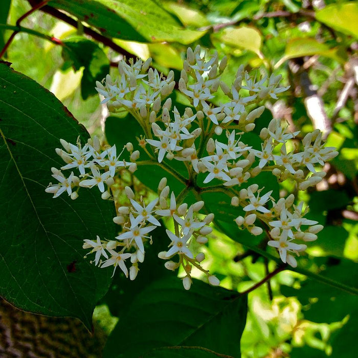 Dogwood, Silky Dogwood
