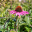Coneflower, Ruby Star Echinacea