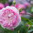 Rose, Silas Marner® Rose