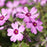 Phlox, Eye Candy Creeping Phlox