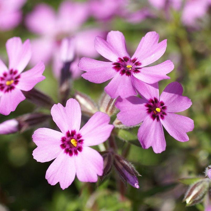 Phlox, Eye Candy Creeping Phlox