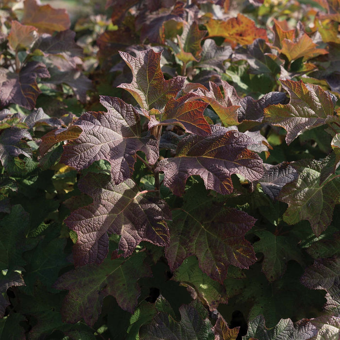 Hydrangea, Autumn Reprise™ Hydrangea