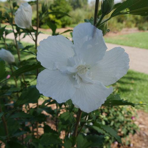 Hibiscus, PW® White Pillar® Rose of Sharon