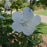 Hibiscus, PW® White Pillar® Rose of Sharon